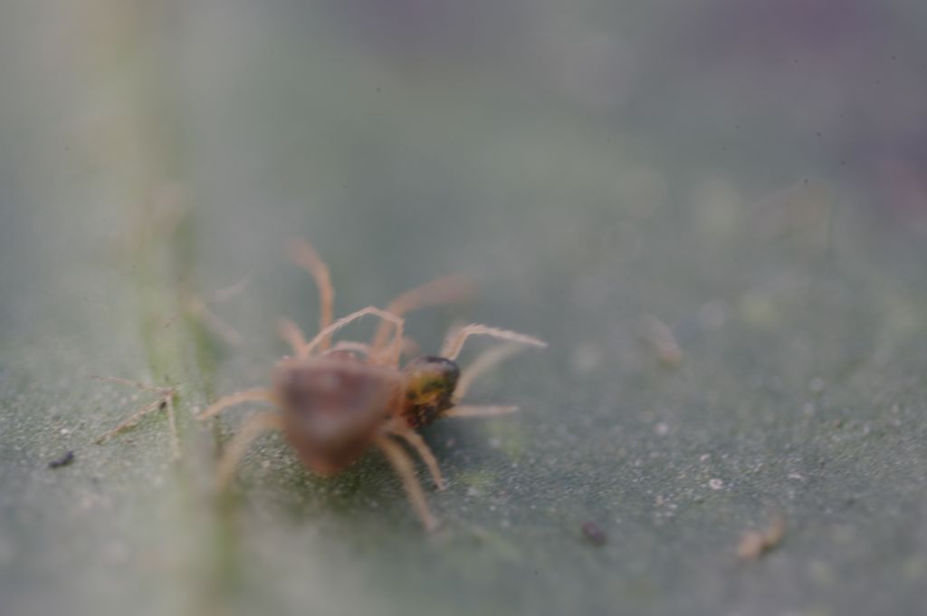 Acari su foglie di edera: cfr.  Tetranychidae - Rende (CS)